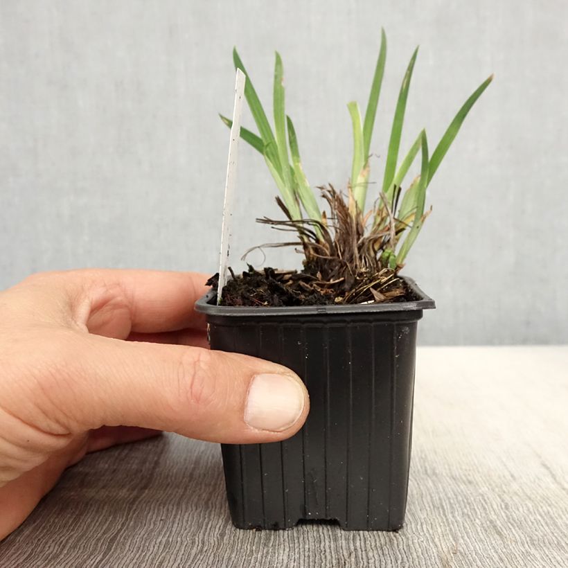 Iris ensata Crystal Halo - Japanese Water Iris 8/9 cm pot sample as delivered in spring