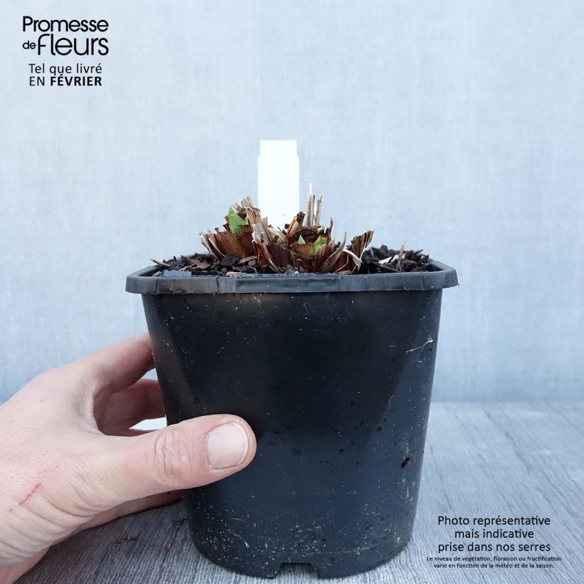 Iris ensata Dinner Plate Blueberry Pie - Japanese Water Iris 2L/3L pot sample as delivered in winter