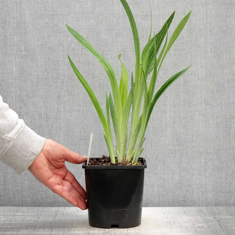 Iris ensata Dinner Plate Blueberry Pie - Japanese Water Iris 2L/3L pot sample as delivered in spring