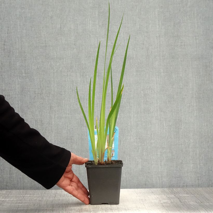 Iris ensata Cheese Cake - Japanese Water Iris 8/9 cm pot sample as delivered in spring