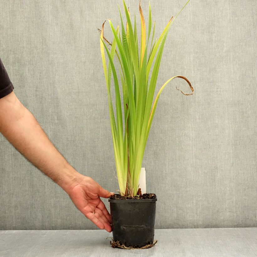 Iris ensata Dinner Plate Cupcake - Japanese Water Iris 2L/3L pot sample as delivered in summer