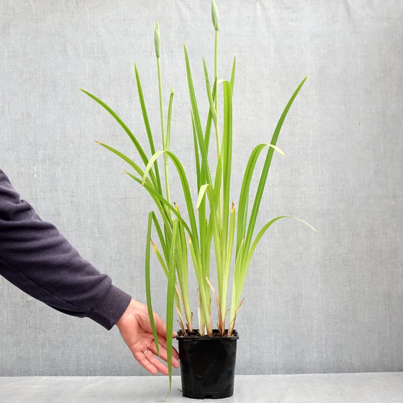 Iris ensata Dinner Plate Cupcake - Japanese Water Iris 2L/3L pot sample as delivered in spring