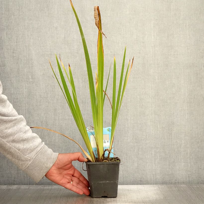 Iris ensata Dinner Plate Ice Cream - Japanese Water Iris 8/9 cm pot sample as delivered in autumn
