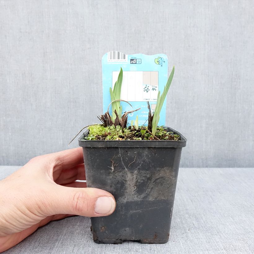 Iris ensata Dinner Plate Ice Cream - Japanese Water Iris 8/9 cm pot sample as delivered in spring