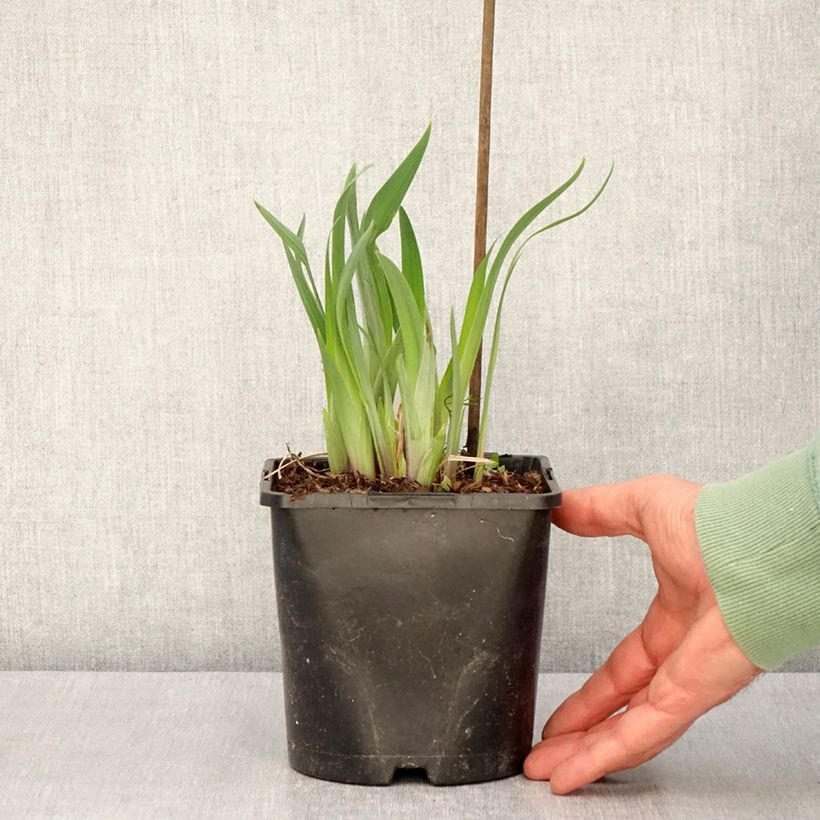 Iris ensata Dinner Plate Sundae - Japanese Water Iris 2L/3L pot sample as delivered in spring