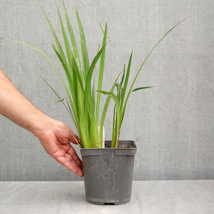 Iris ensata Harlequinesque - Japanese Water Iris 2L/3L pot sample as delivered in autumn