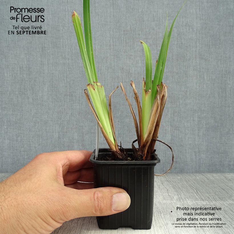 Iris ensata Lady in Waiting - Japanese Water Iris 8/9 cm pot sample as delivered in autumn