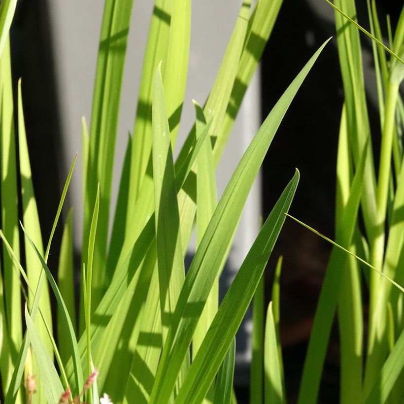 Iris ensata Lady in Waiting - Japanese Water Iris (Foliage)