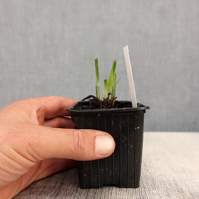 Iris ensata Rose Queen - Japanese Water Iris 8/9 cm pot sample as delivered in spring