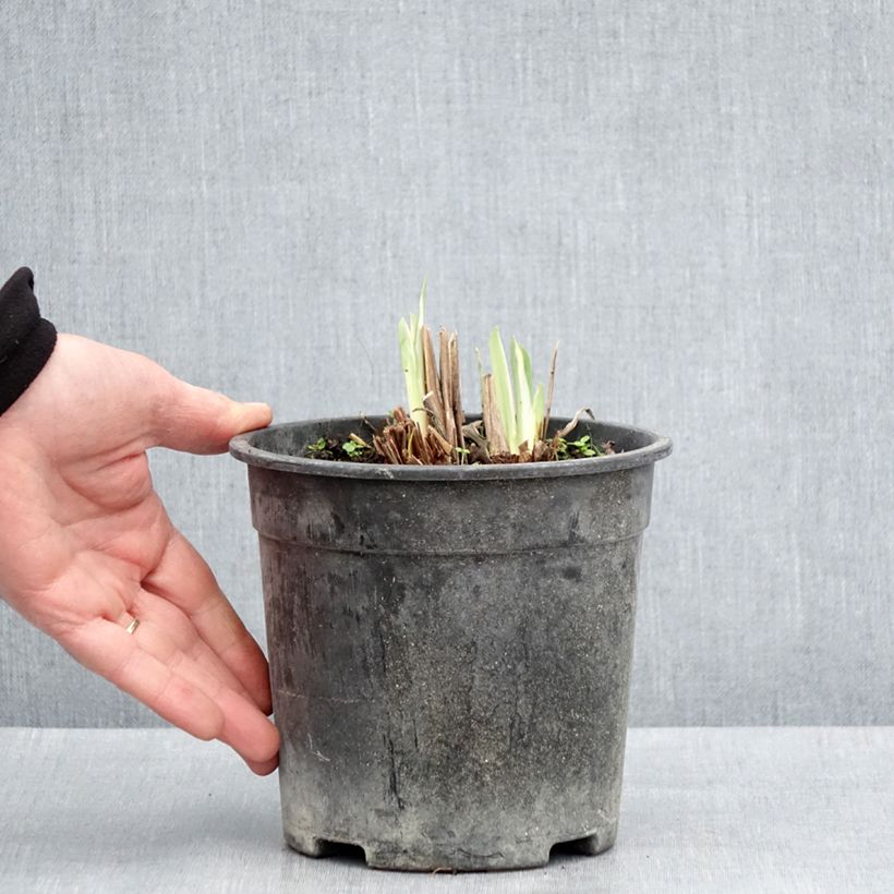 Iris ensata Variegata - Japanese Water Iris 2L/3L pot sample as delivered in spring