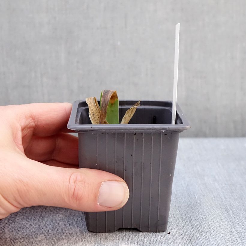 Iris germanica Accent Variegata - Bearded Iris 8/9 cm pot sample as delivered in winter