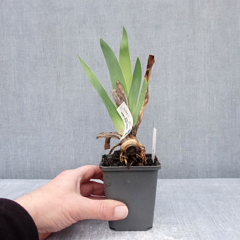 Iris After The Rain - Bearded iris 8/9 cm pot sample as delivered in winter