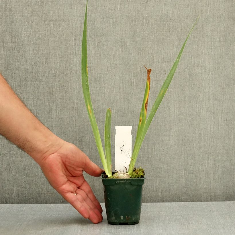 Iris germanica Agrippa - Bearded Iris 8/9 cm pot sample as delivered in summer