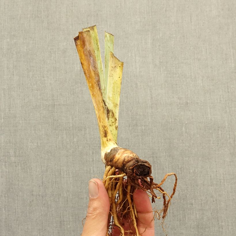 Iris germanica Alas - Dwarf bearded Iris bare-root rhizome sample as delivered in winter