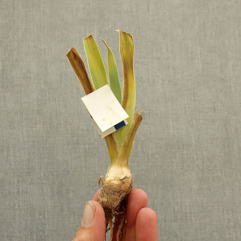 Iris germanica Allumez le Feu - Dwarf bearded Iris bare-root rhizome sample as delivered in winter
