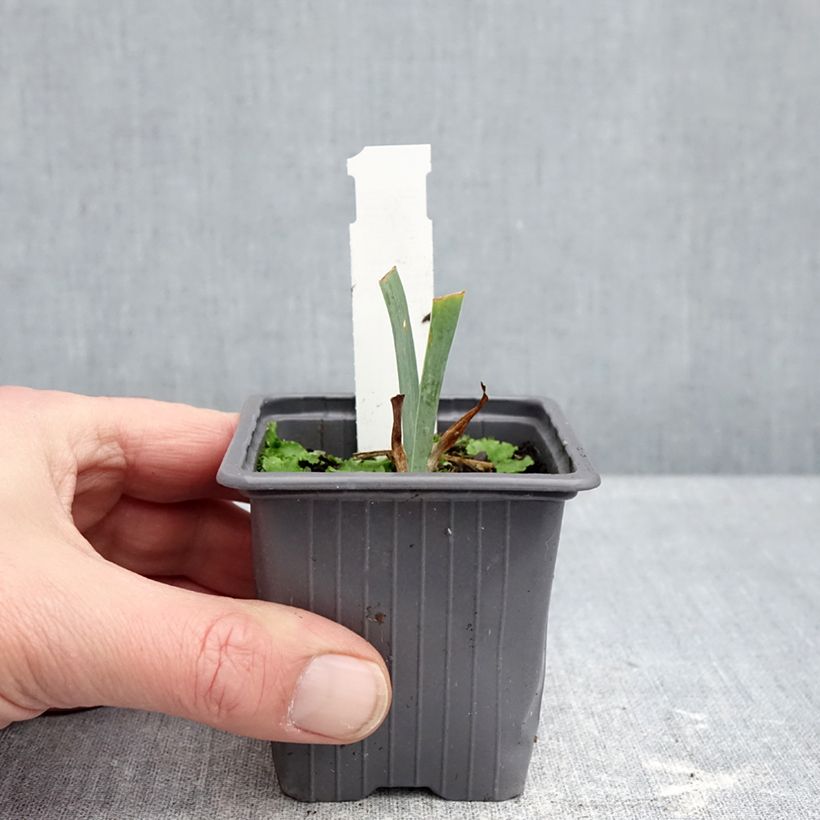 Iris germanica Antique Ivory - Bearded Iris 8/9 cm pot sample as delivered in winter