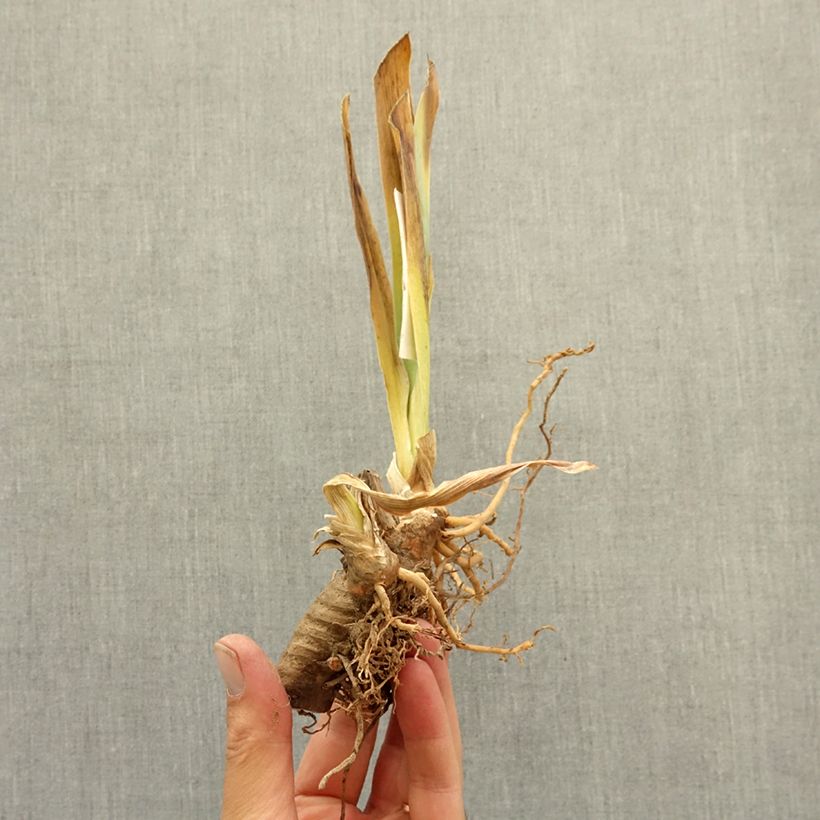 Iris germanica Apricot Toping - Bearded Iris bare-root rhizome sample as delivered in winter