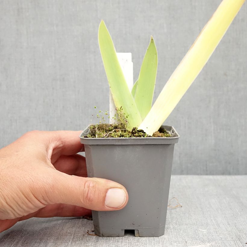 Iris germanica Au Sommet - Tall bearded iris 8/9 cm pot sample as delivered in autumn