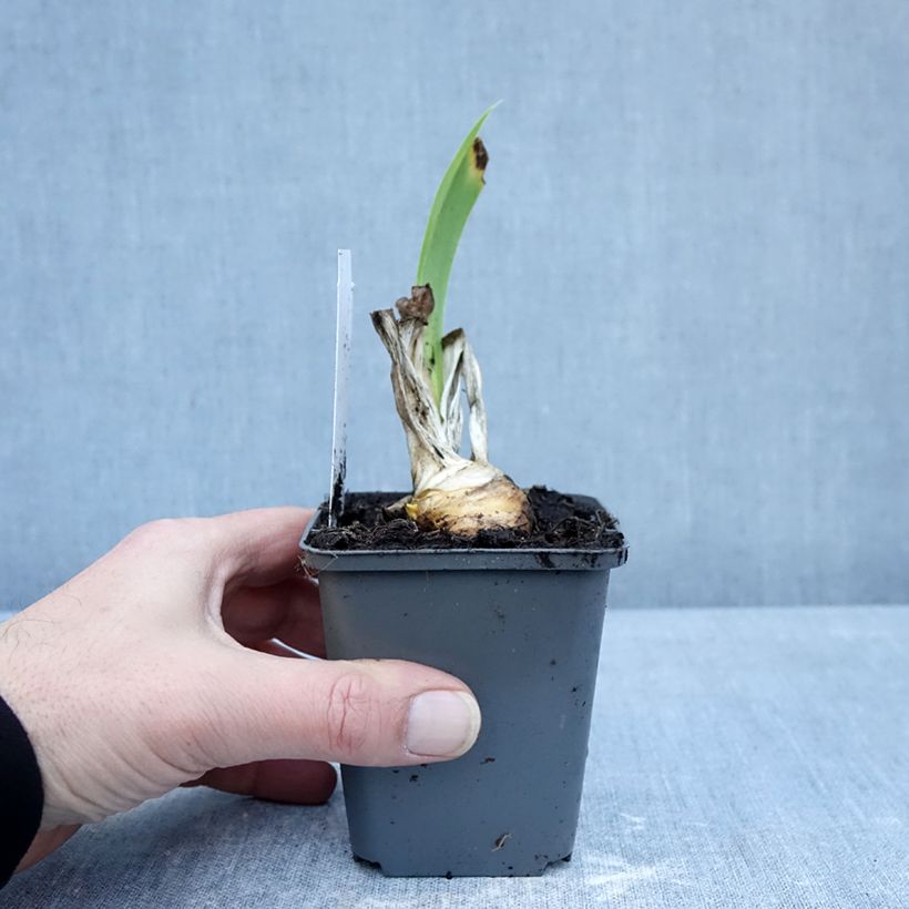 Iris germanica Autumn Encore - Bearded Iris 8/9 cm pot sample as delivered in winter