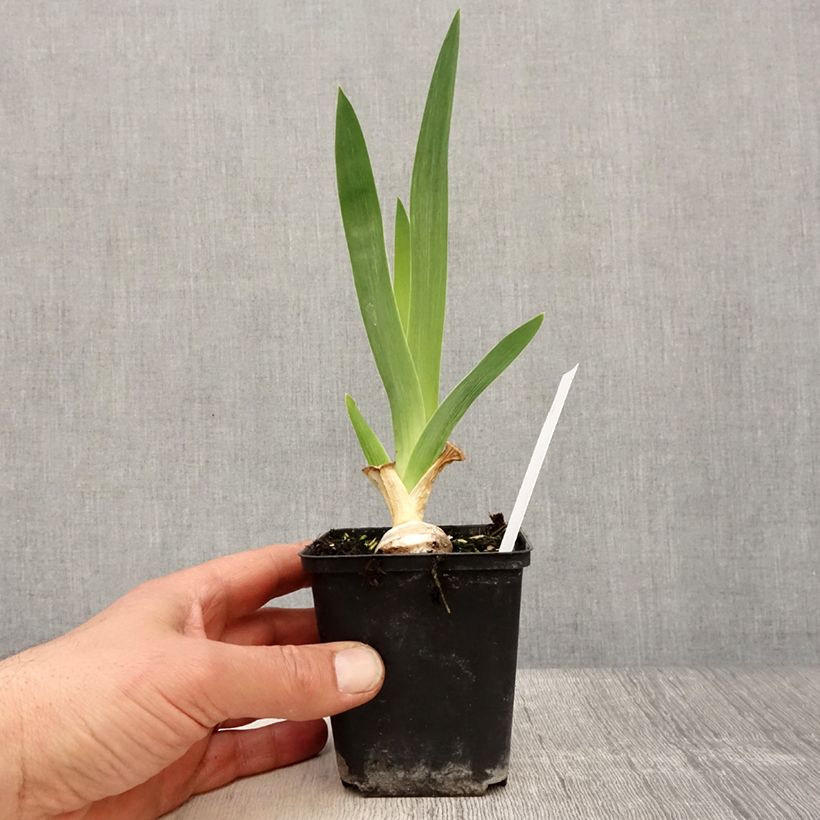 Iris germanica Babbling Brook - Bearded Iris 8/9 cm pot sample as delivered in spring