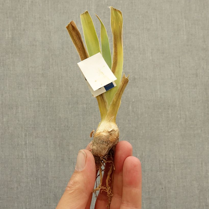 Iris germanica Baie Rose - Bearded Iris bare-root rhizome sample as delivered in winter