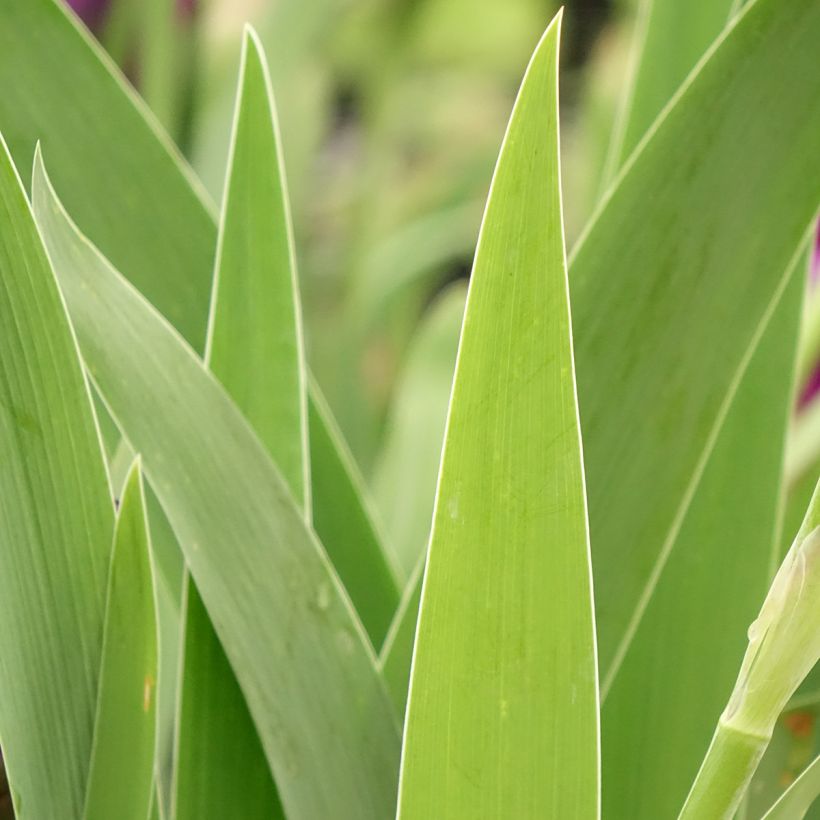 Iris germanica Bébé Rose - Bearded Iris (Foliage)
