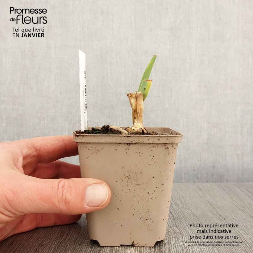 Iris germanica Bébé Rose - Bearded Iris 8/9 cm pot sample as delivered in winter