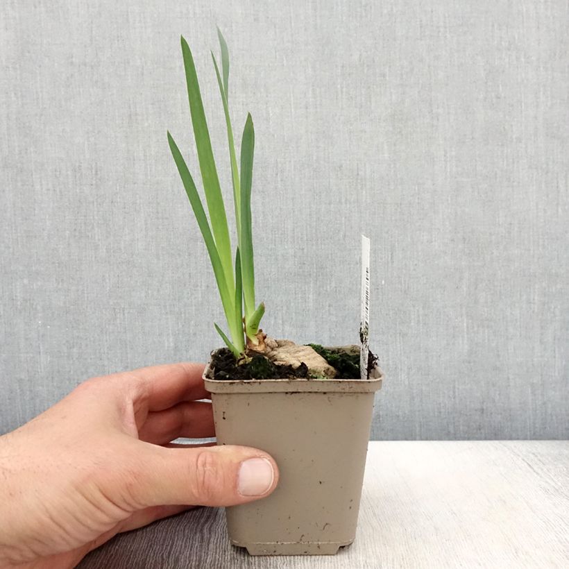 Iris germanica Bébé Rose - Bearded Iris 8/9 cm pot sample as delivered in spring