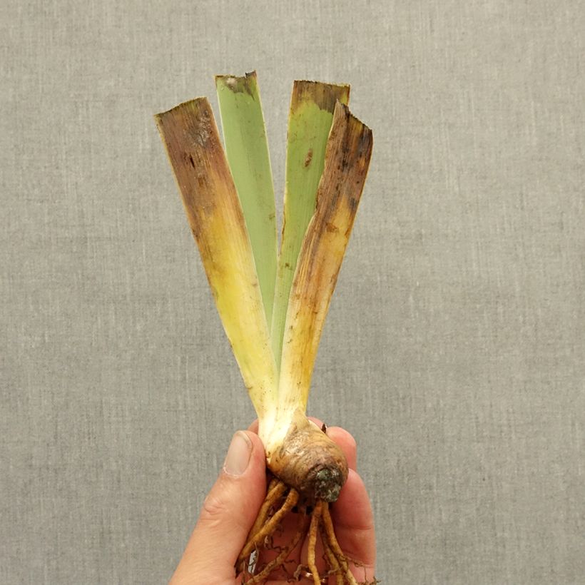 Iris germanica Bel Azur - Bearded Iris bare-root rhizome sample as delivered in winter