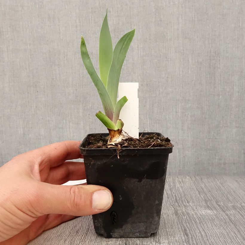 Iris germanica Bishops Robe - Bearded Iris 8/9 cm pot sample as delivered in spring