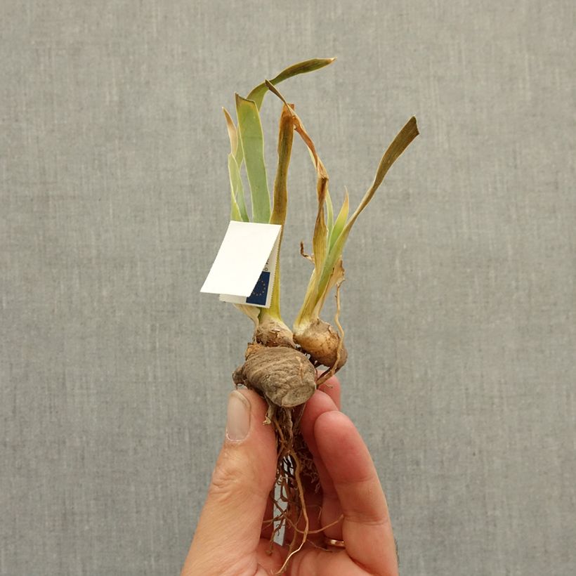 Iris germanica Bistro - Bearded Iris bare-root rhizome sample as delivered in winter