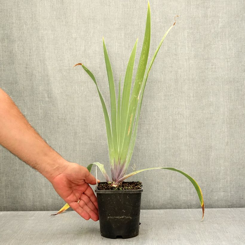 Iris germanica Black Dragon - Bearded Iris 1.5L/2L pot sample as delivered in summer