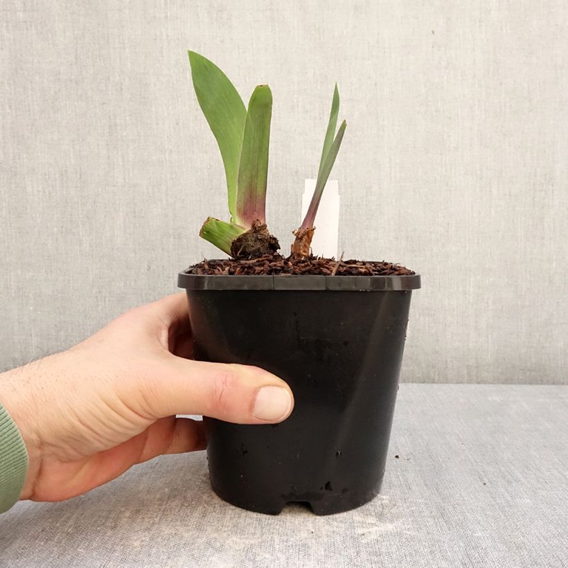 Iris germanica Black Dragon - Bearded Iris 1.5L/2L pot sample as delivered in winter