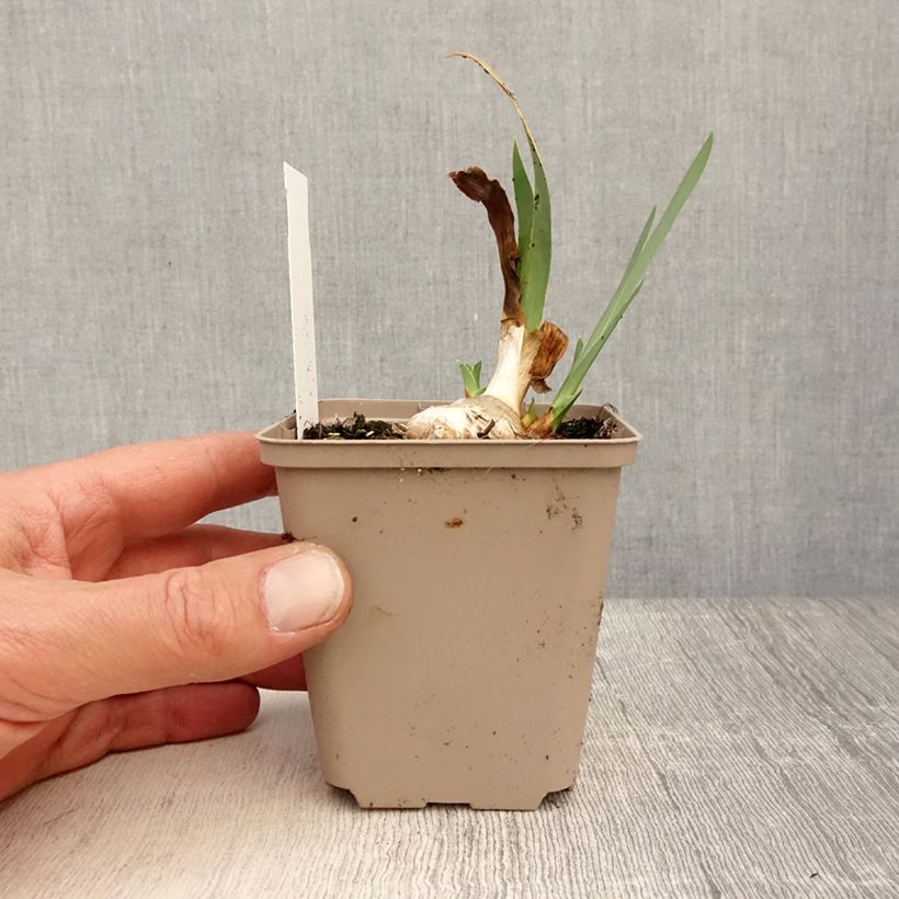 Iris germanica Blessed Again - Bearded Iris 8/9 cm pot sample as delivered in spring