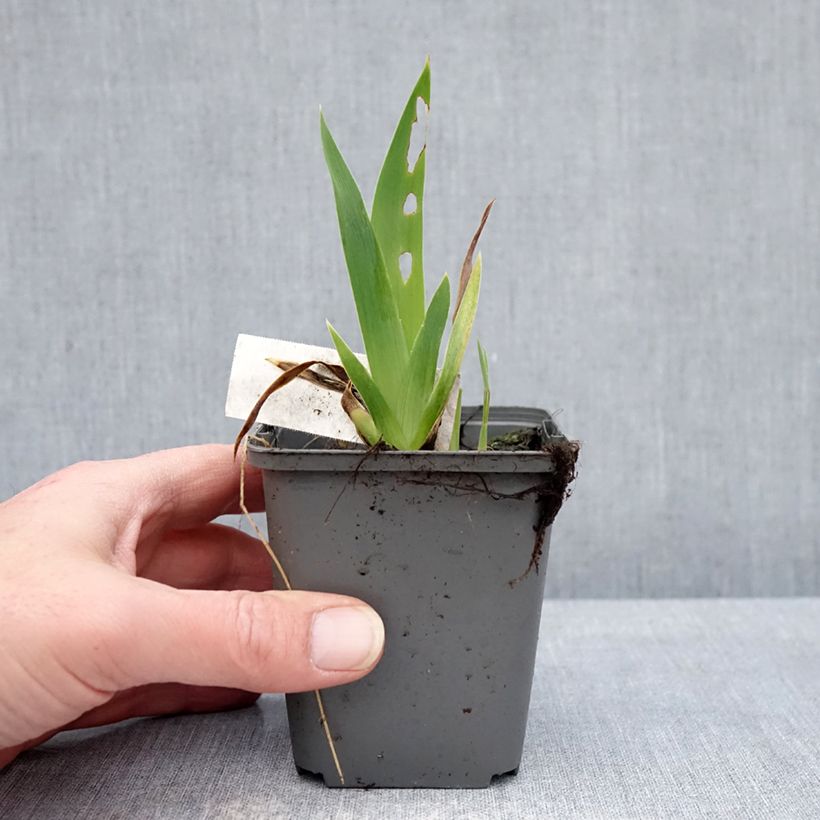 Iris germanica Blue Crusader - Bearded Iris 8/9 cm pot sample as delivered in winter