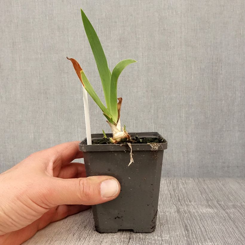 Iris germanica Blue Rhythm - Bearded Iris 8/9 cm pot sample as delivered in spring