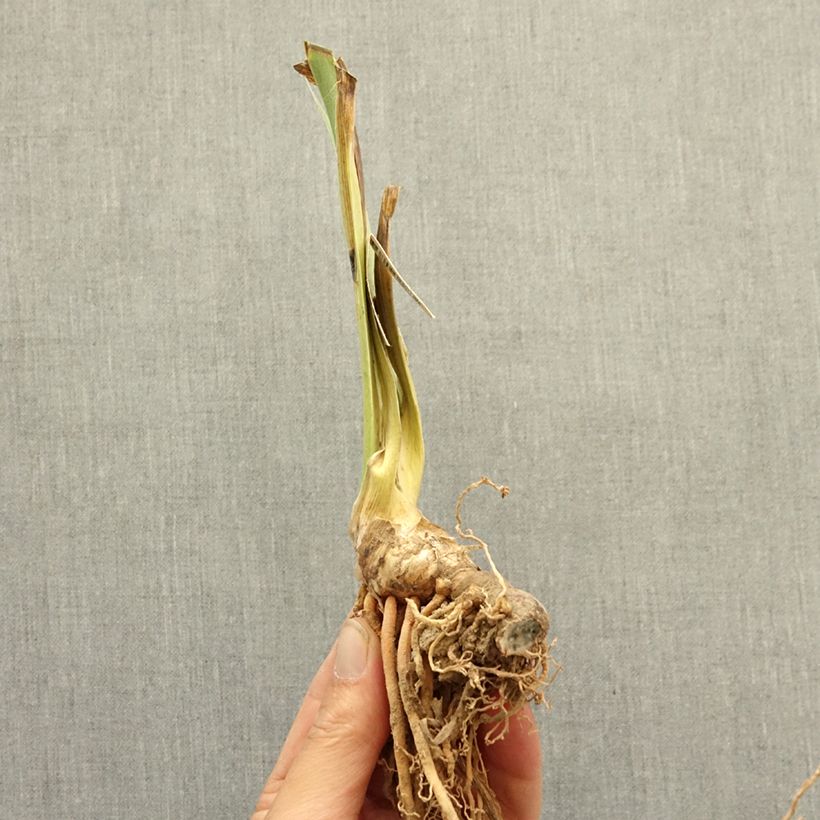 Iris germanica Bourgeois - Dwarf bearded Iris bare-root rhizome sample as delivered in winter