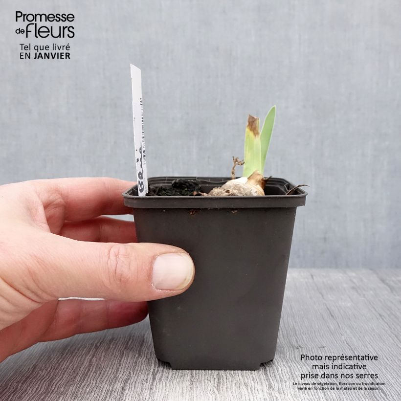 Iris germanica Brindled Beauty - Bearded Iris 8/9 cm pot sample as delivered in winter