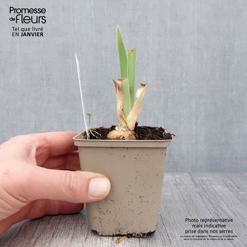 Iris germanica Chelsea Bleu - Bearded Iris 8/9 cm pot sample as delivered in winter