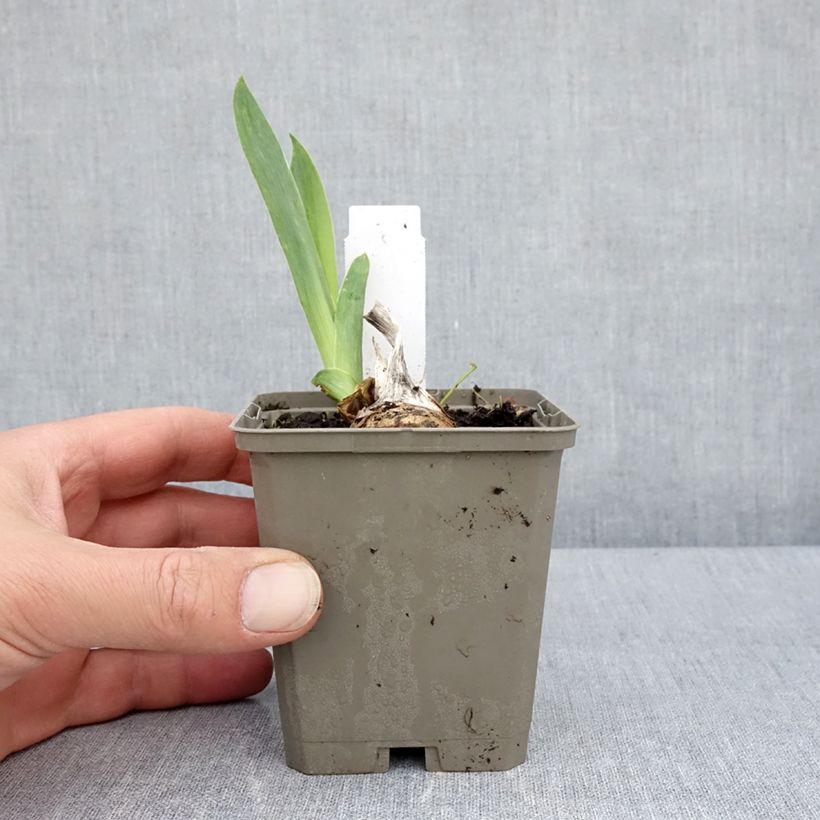 Iris germanica Cherished - Bearded Iris 8/9 cm pot sample as delivered in spring