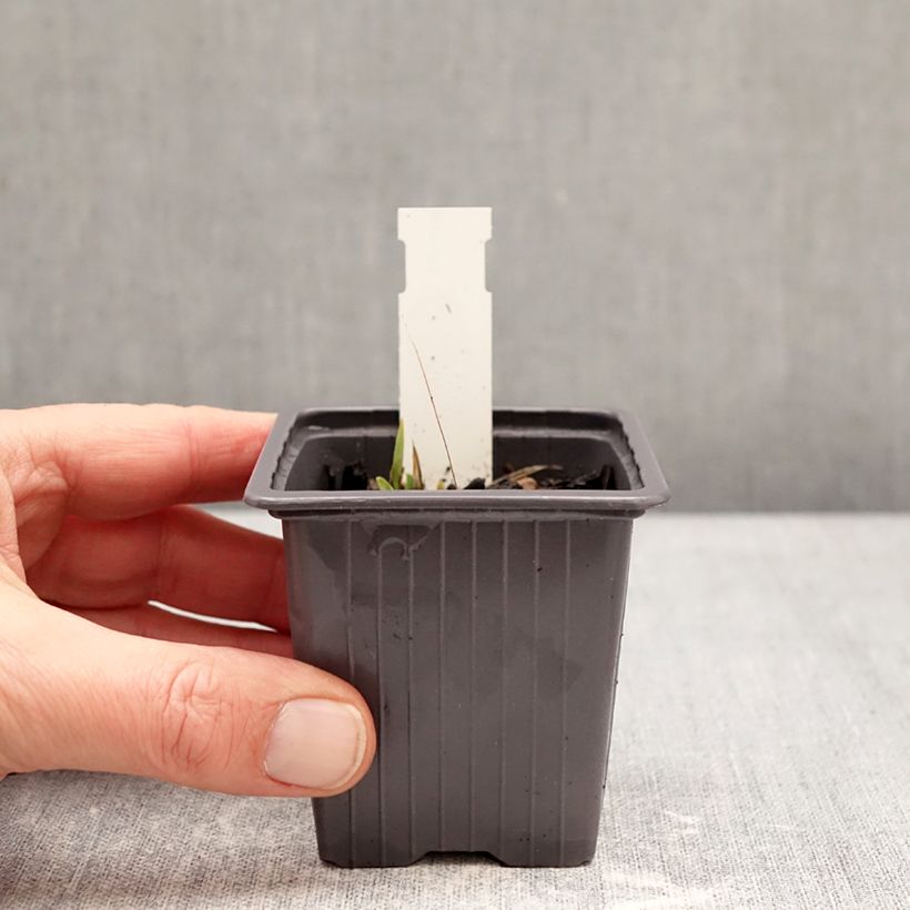 Iris germanica Colour me Rose - Bearded Iris 8/9 cm pot sample as delivered in winter