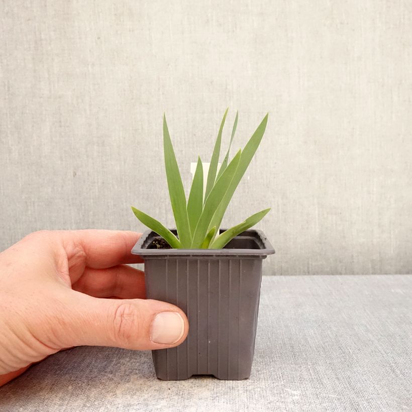 Iris germanica Colour me Rose - Bearded Iris 8/9 cm pot sample as delivered in spring