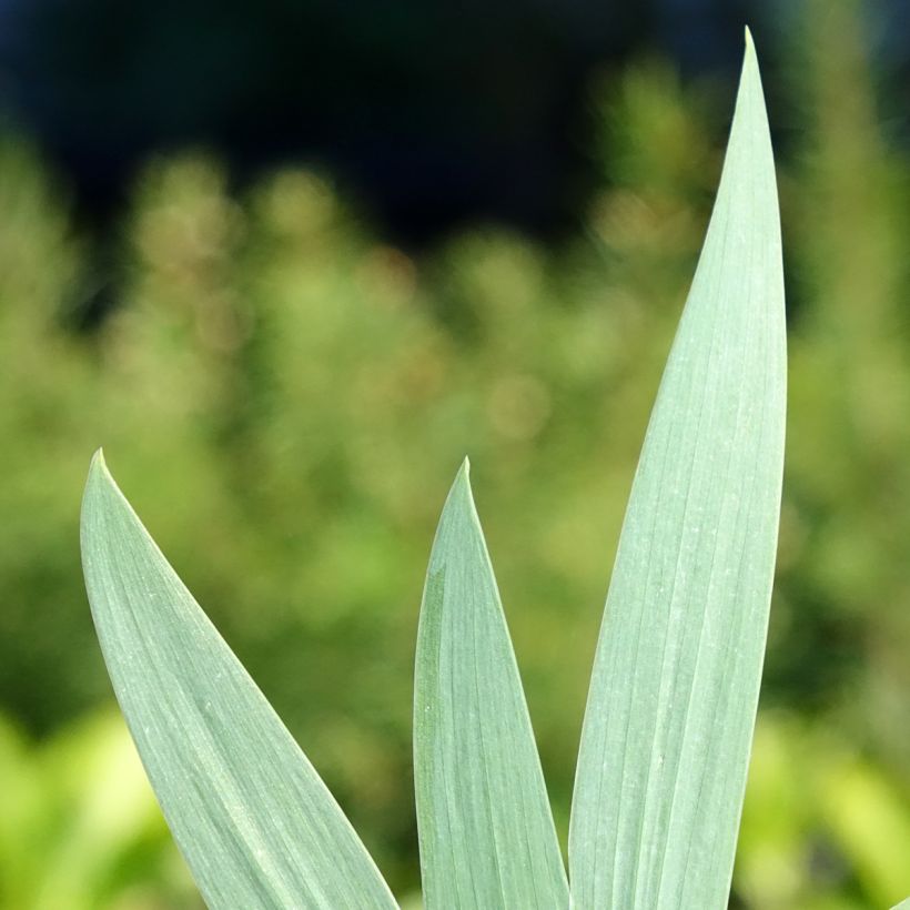 Iris germanica Colour me Rose - Bearded Iris (Foliage)