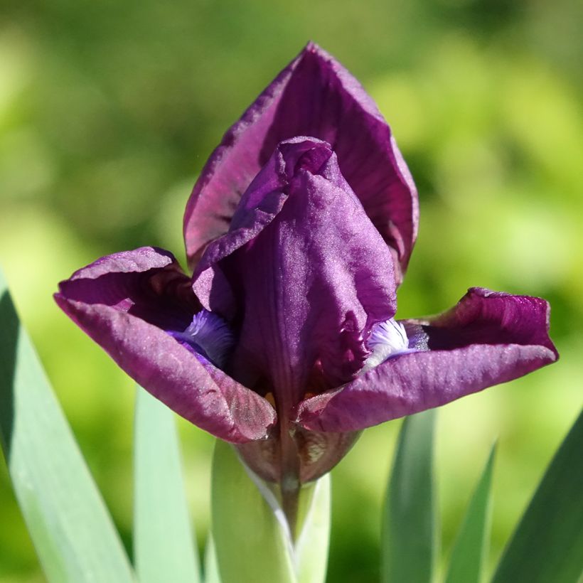 Iris germanica Colour me Rose - Bearded Iris (Flowering)