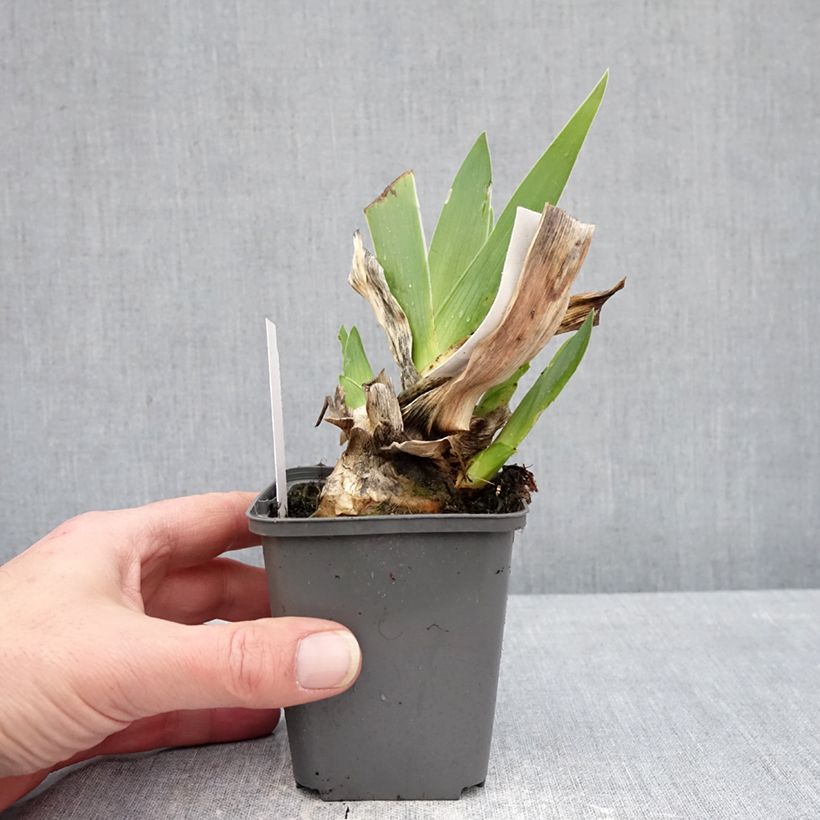 Iris germanica Conspiration - Tall bearded iris 8/9 cm pot sample as delivered in winter