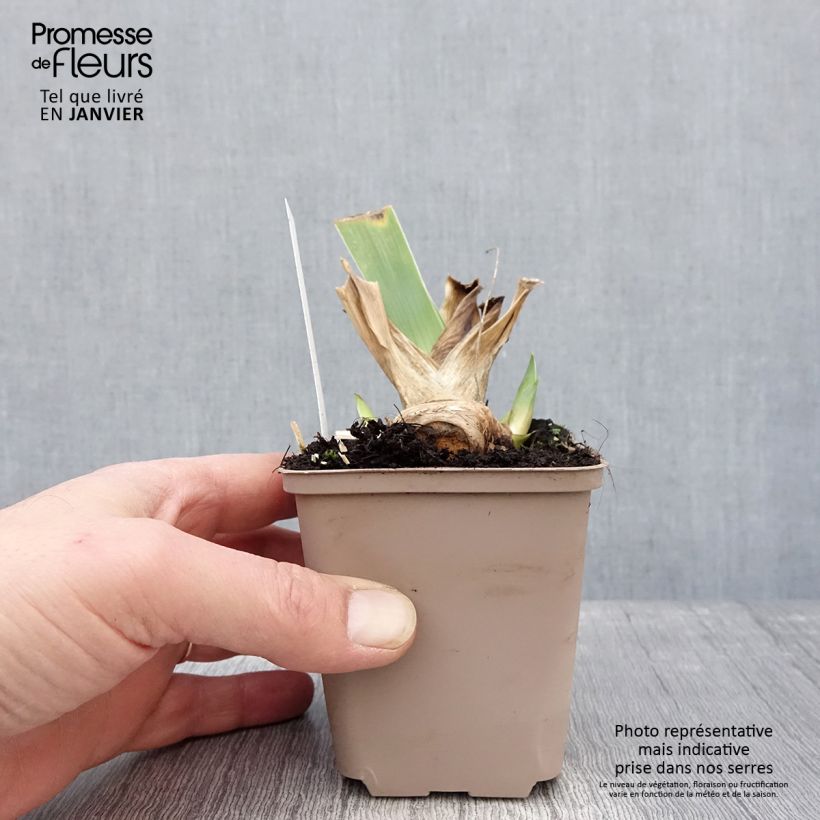 Iris germanica Crimson Tiger 8/9 cm pot sample as delivered in winter