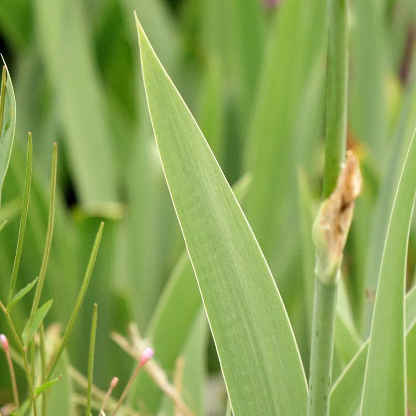 Iris germanica Cutie - Bearded Iris (Foliage)