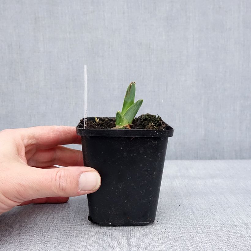 Iris germanica Dating A Royal 8/9 cm pot sample as delivered in winter