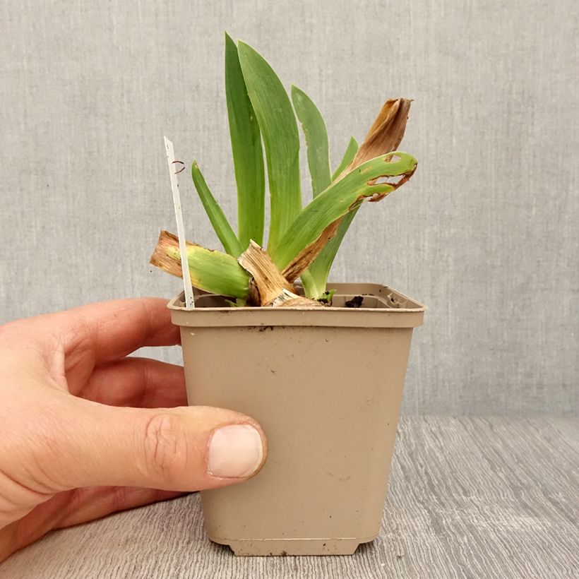 Iris germanica Dating A Royal 8/9 cm pot sample as delivered in spring