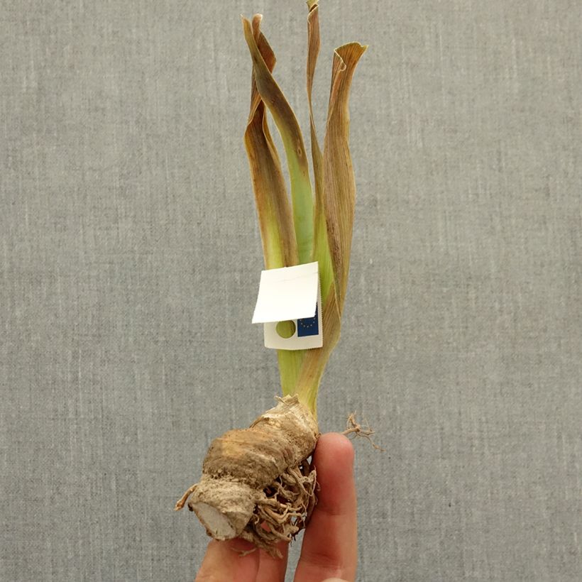 Iris germanica Dazzle Me - Dwarf bearded Iris bare-root rhizome sample as delivered in winter